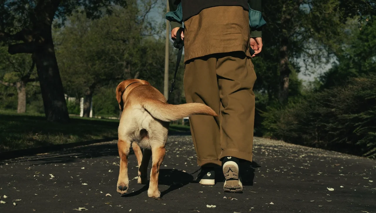 Plimbare cu un labrador pe o alee din parc, la apus, în Cluj-Napoca
