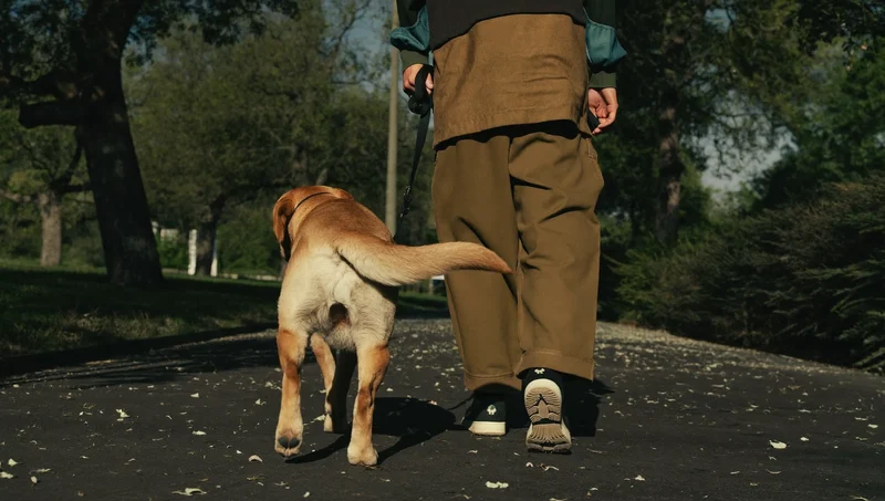 Plimbare cu un labrador pe o alee din parc, la apus, în Cluj-Napoca